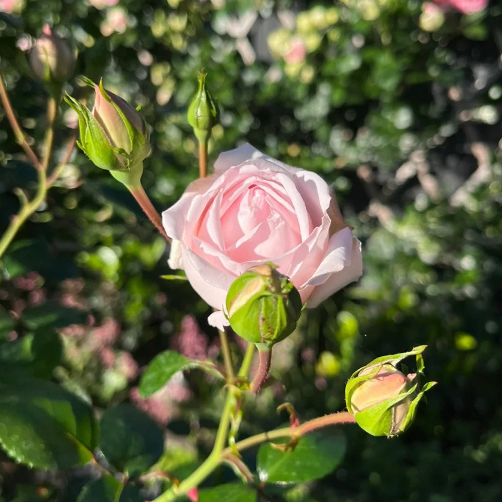 Aube Legere French Garden Climbing Rose