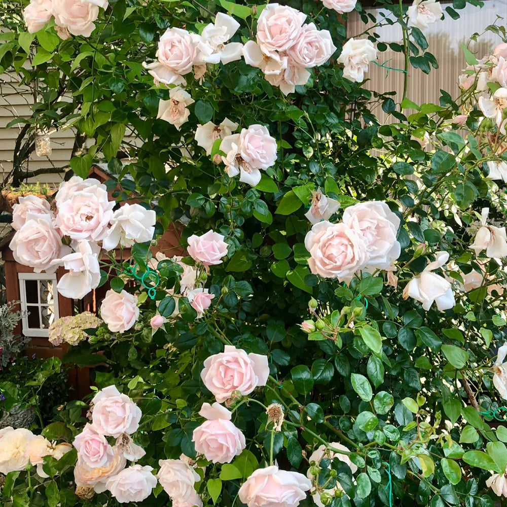 Aube Legere French Garden Climbing Rose
