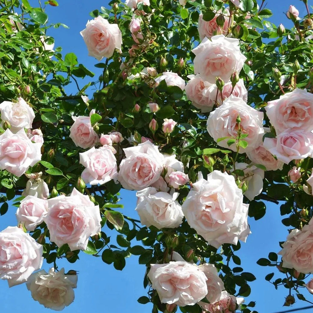 Aube Legere French Garden Climbing Rose