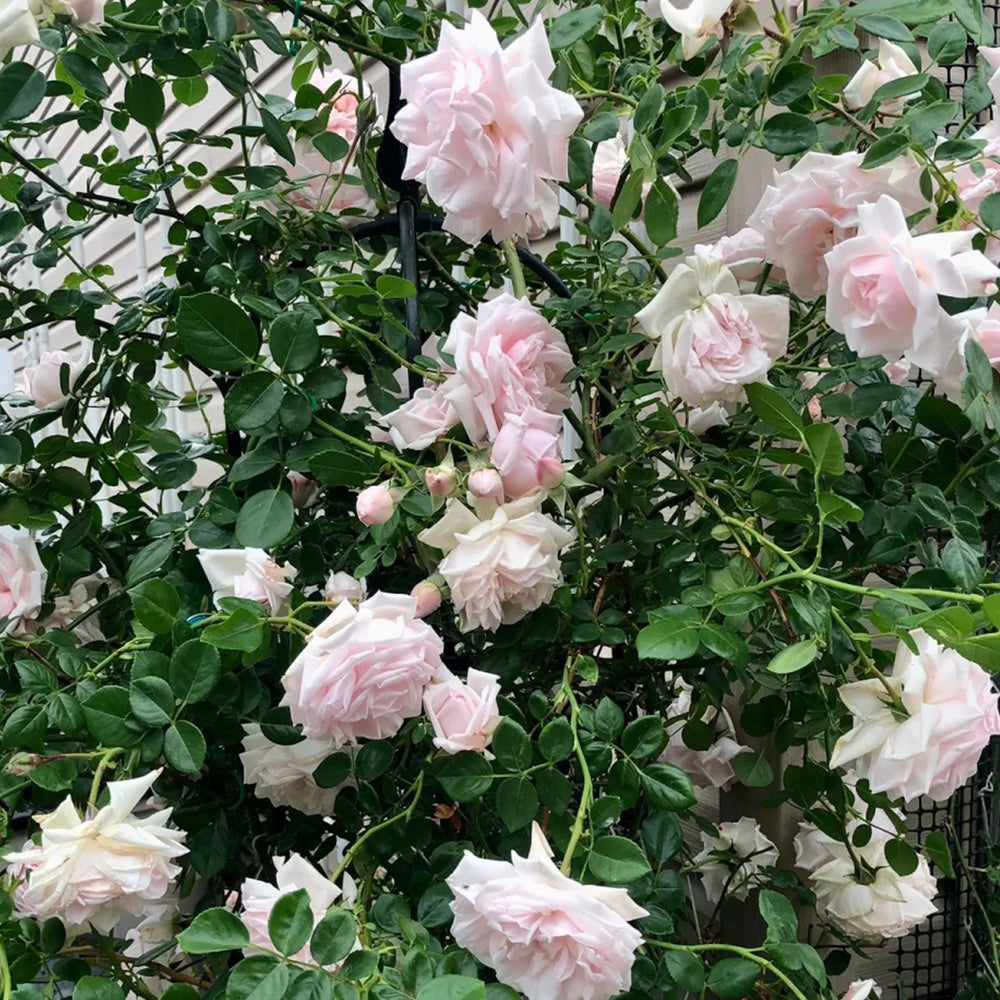 Aube Legere French Garden Climbing Rose