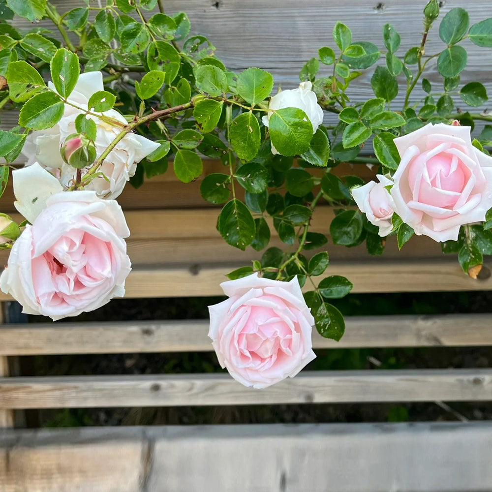Aube Legere French Garden Climbing Rose