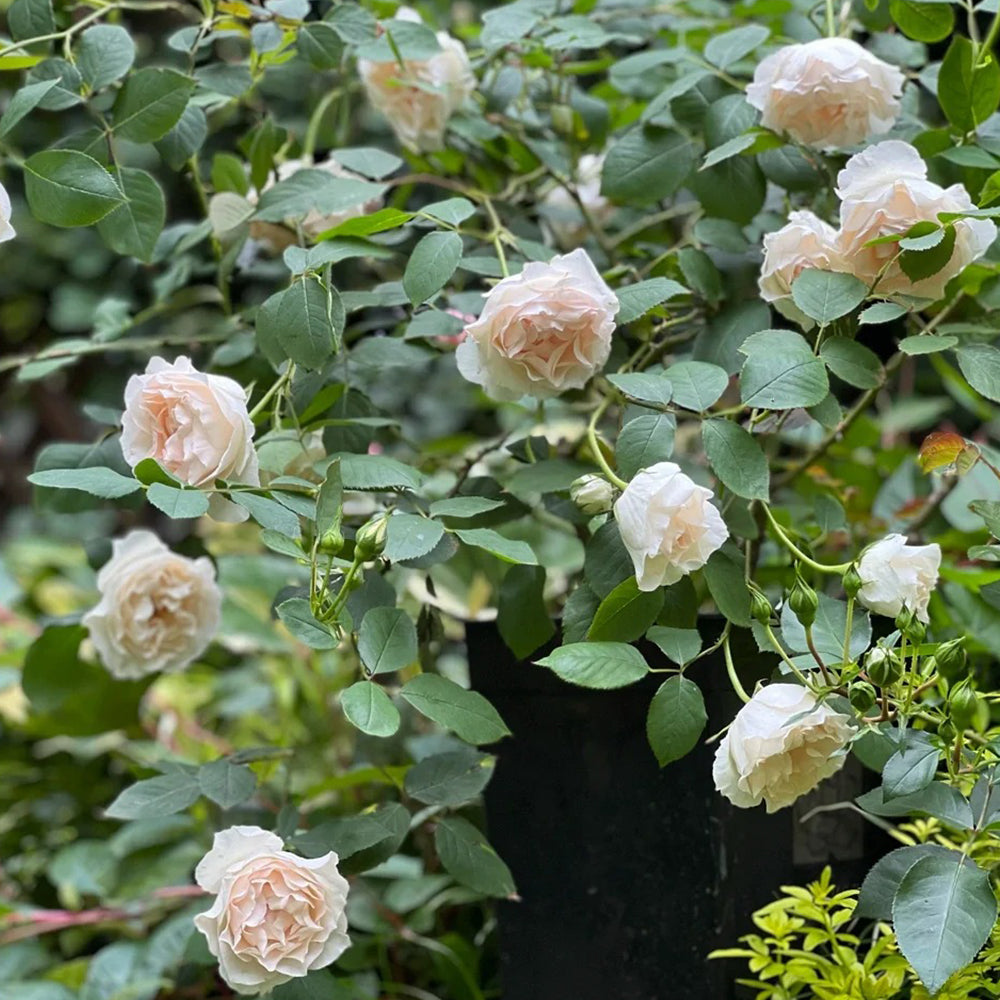 Aube Legere French Garden Climbing Rose