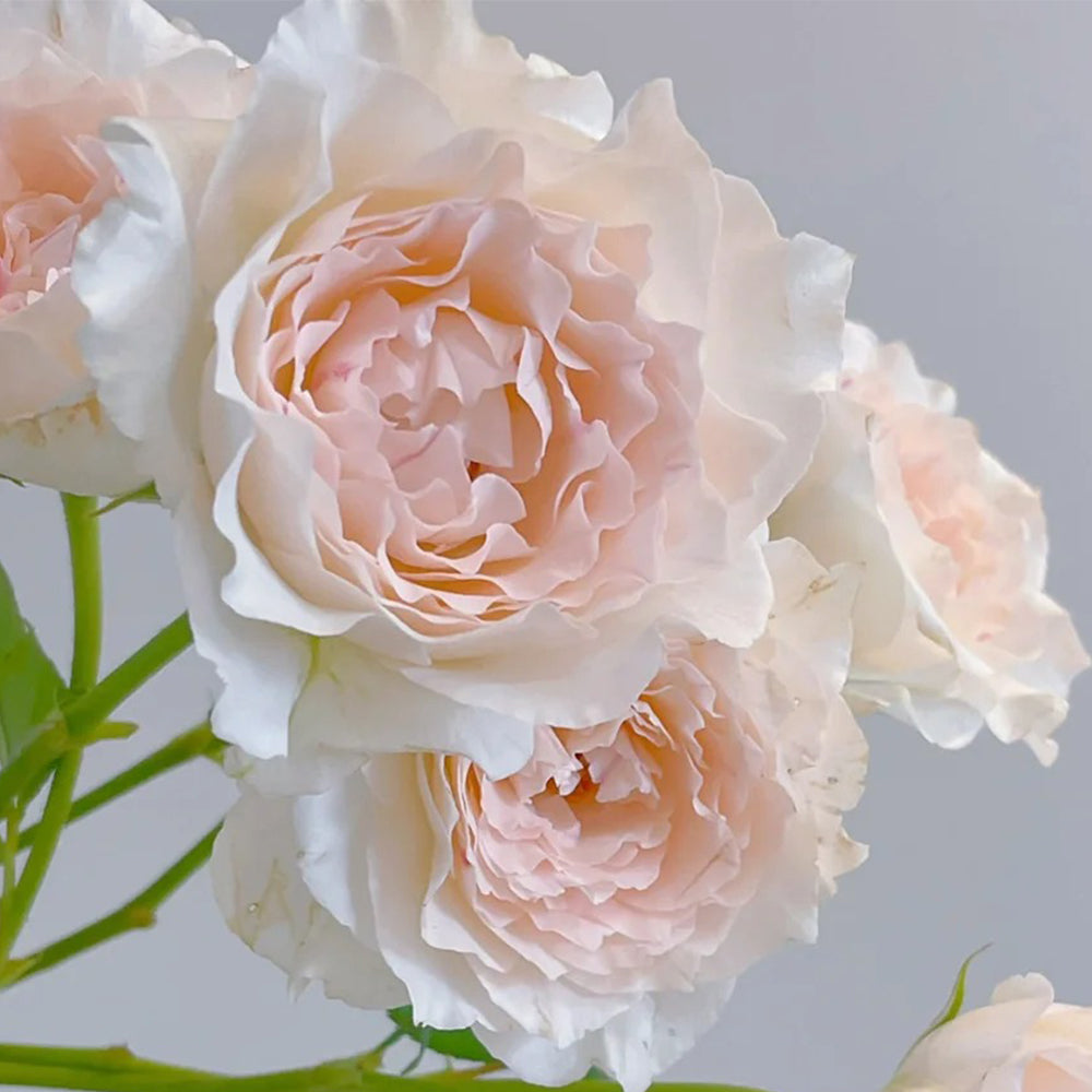 Aube Legere French Garden Climbing Rose