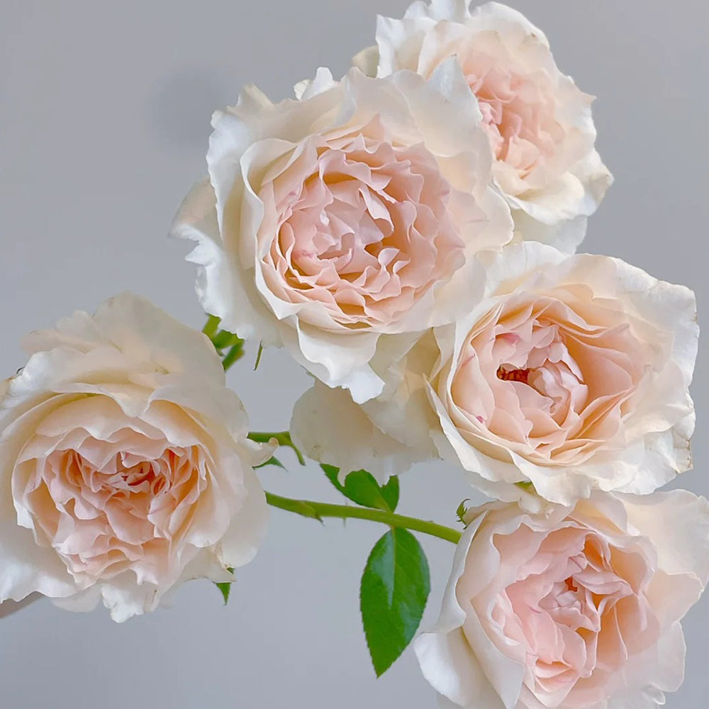 Aube Legere French Garden Climbing Rose