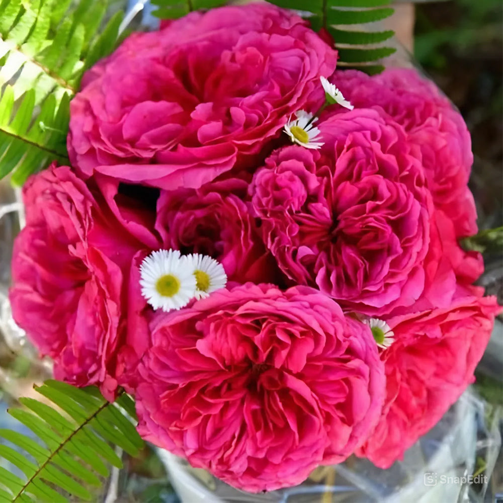 Audrey Fleurot French Florist Shrub Rose