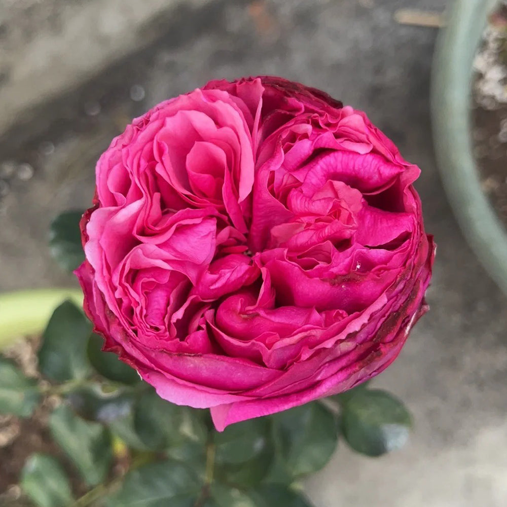 Audrey Fleurot French Florist Shrub Rose