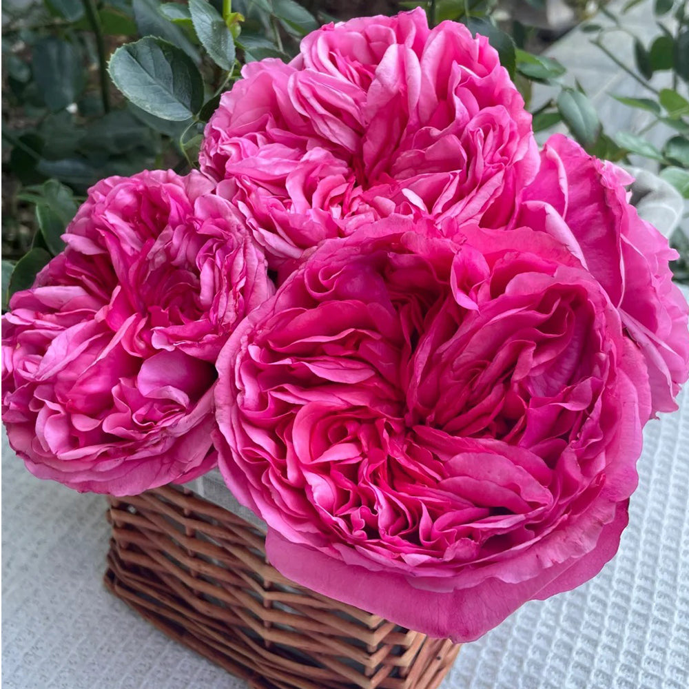 Audrey Fleurot French Florist Shrub Rose