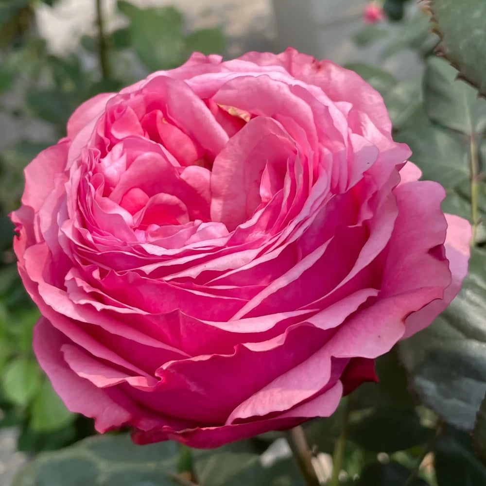 Audrey Fleurot French Florist Shrub Rose