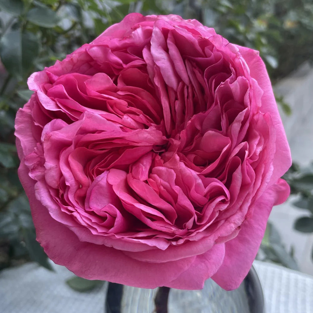 Audrey Fleurot French Florist Shrub Rose