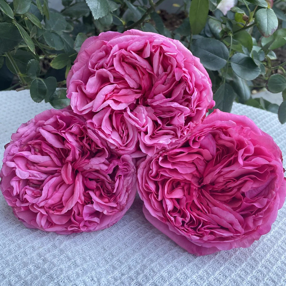 Audrey Fleurot French Florist Shrub Rose