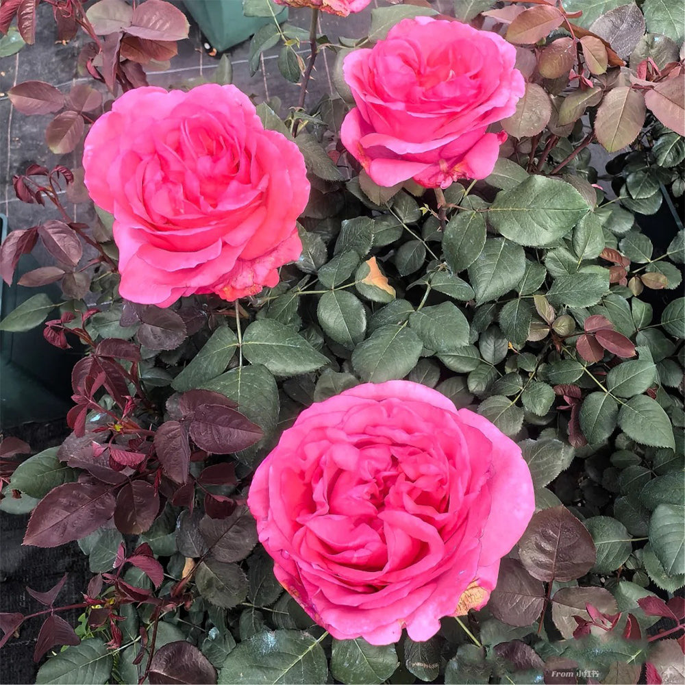 Audrey Fleurot French Florist Shrub Rose
