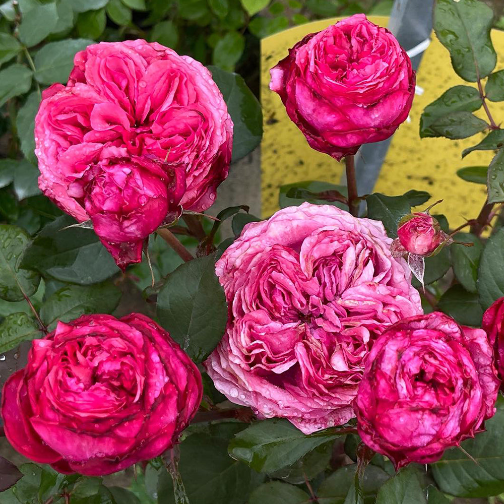 Audrey Fleurot French Florist Shrub Rose