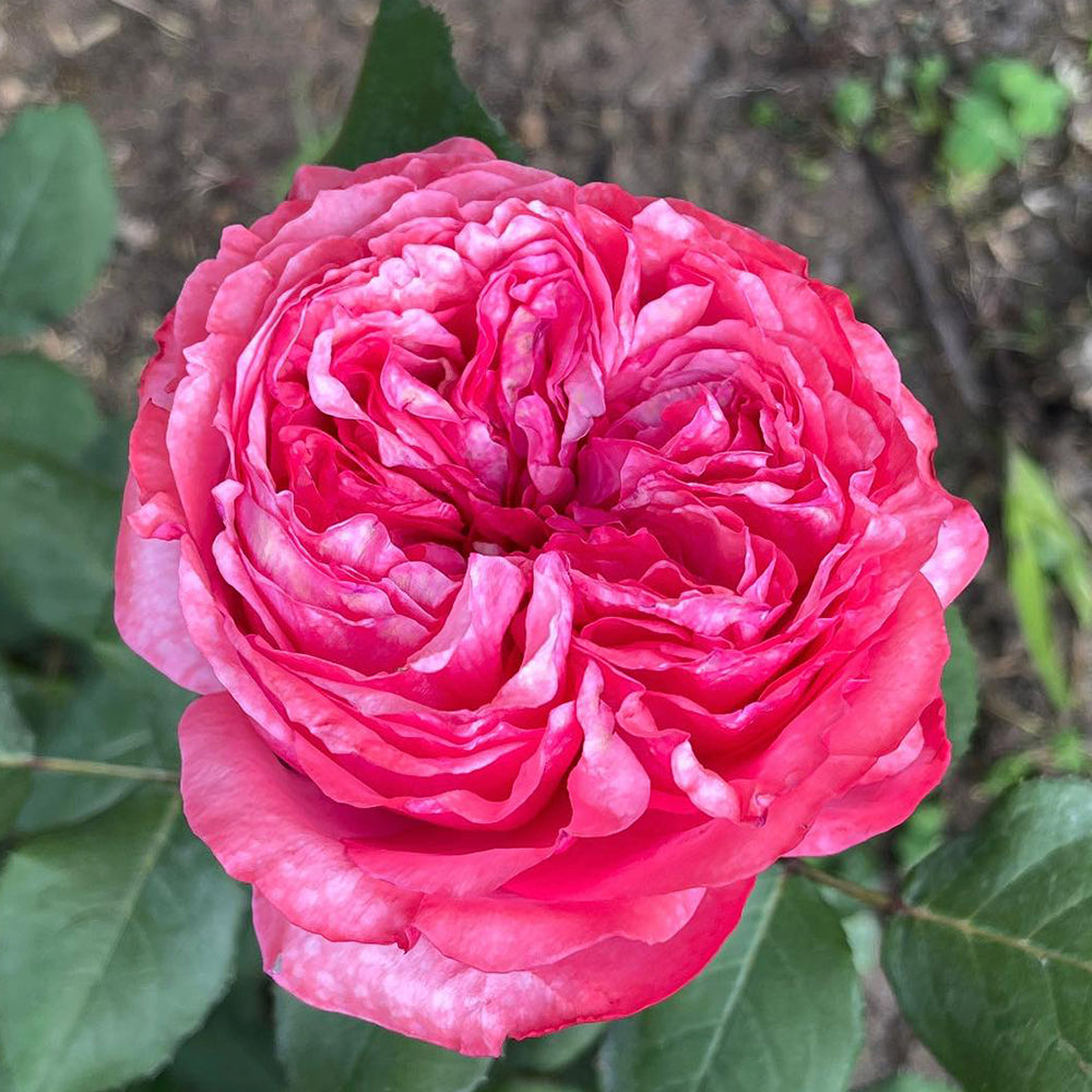 Audrey Fleurot French Florist Shrub Rose