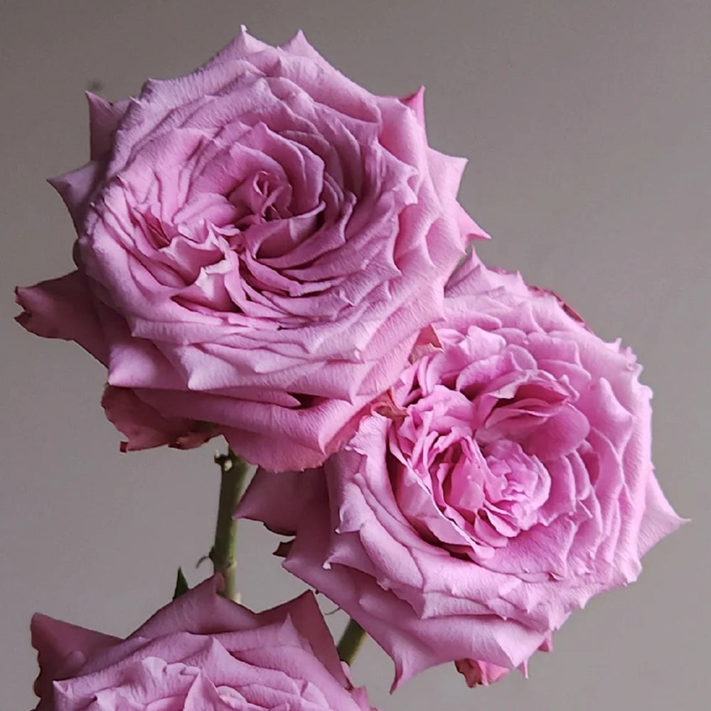 Azure Sea US Florist Hybrid Tea Rose