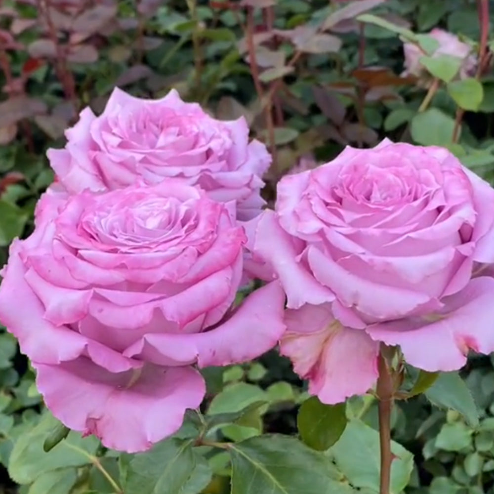 Azure Sea US Florist Hybrid Tea Rose