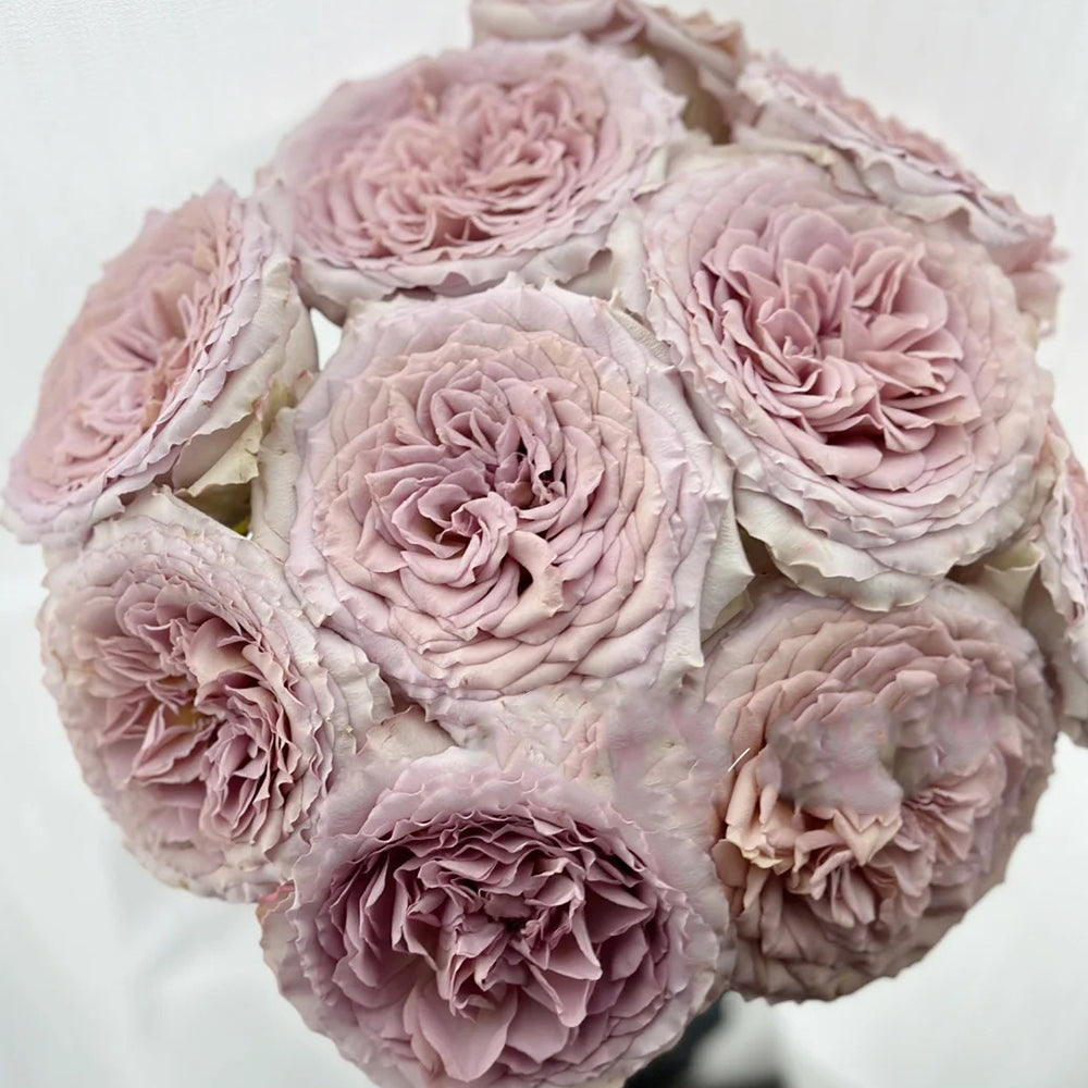 Bailey Dutch Florist Shrub Rose