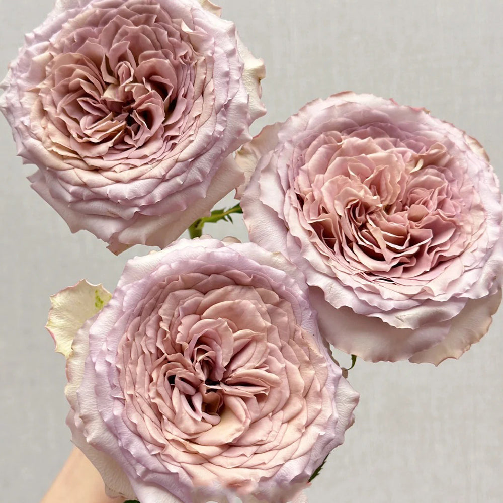 Bailey Dutch Florist Shrub Rose