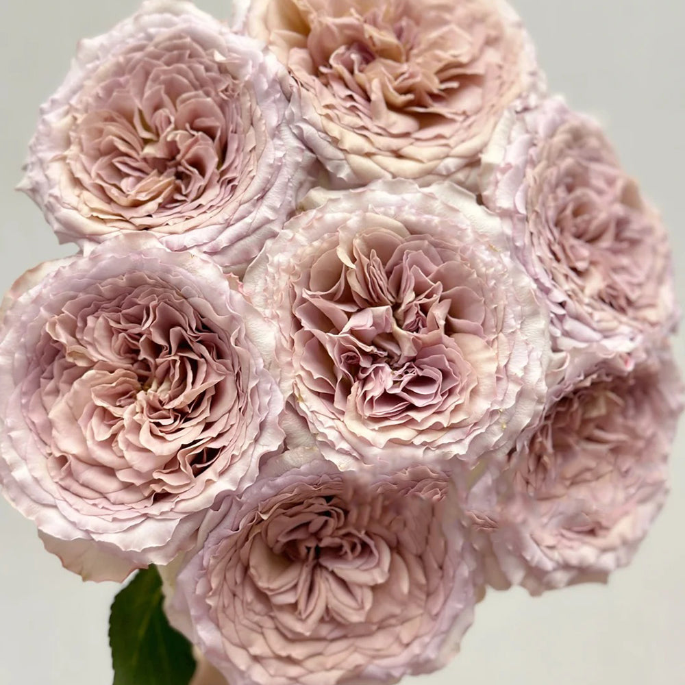Bailey Dutch Florist Shrub Rose