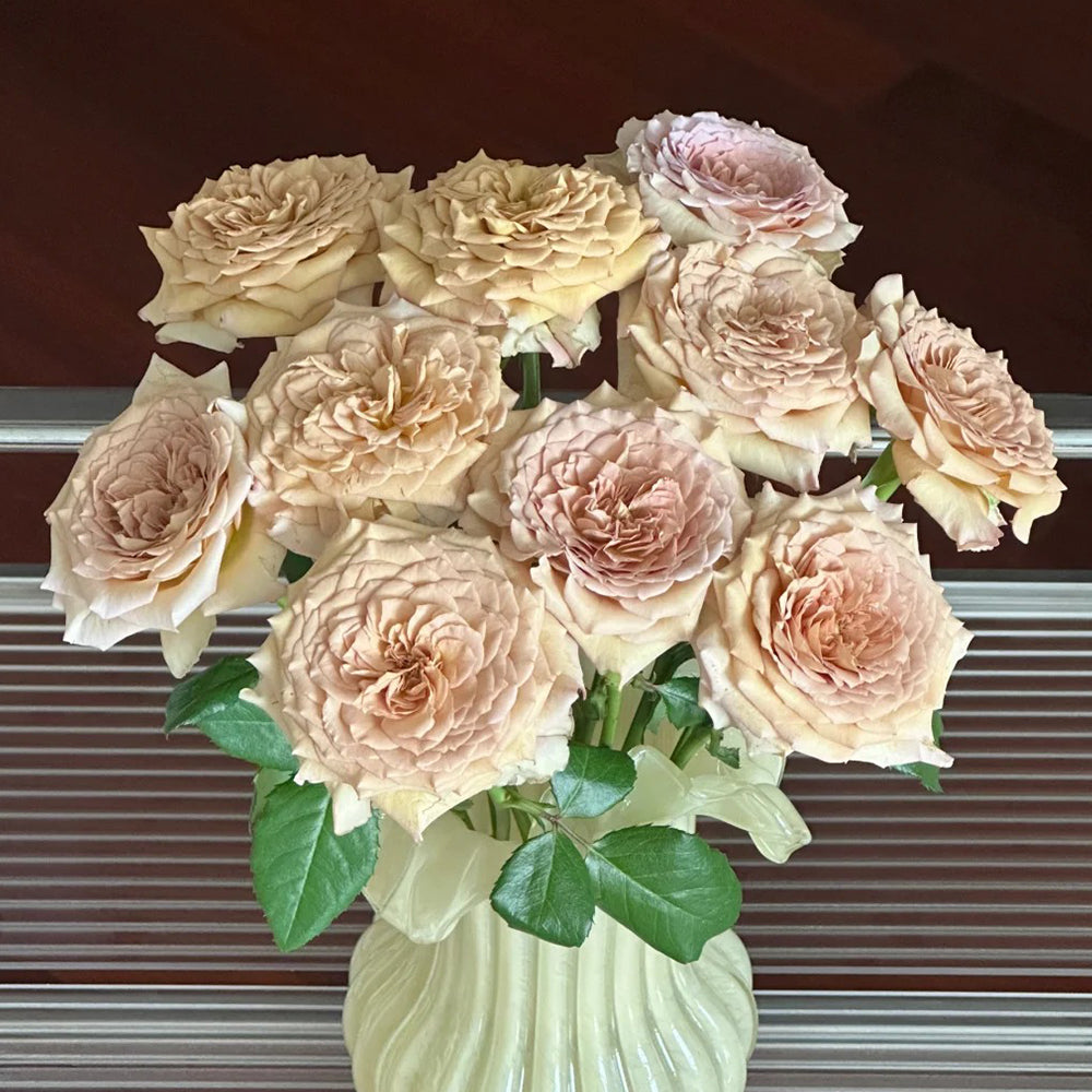 Bailey Dutch Florist Shrub Rose