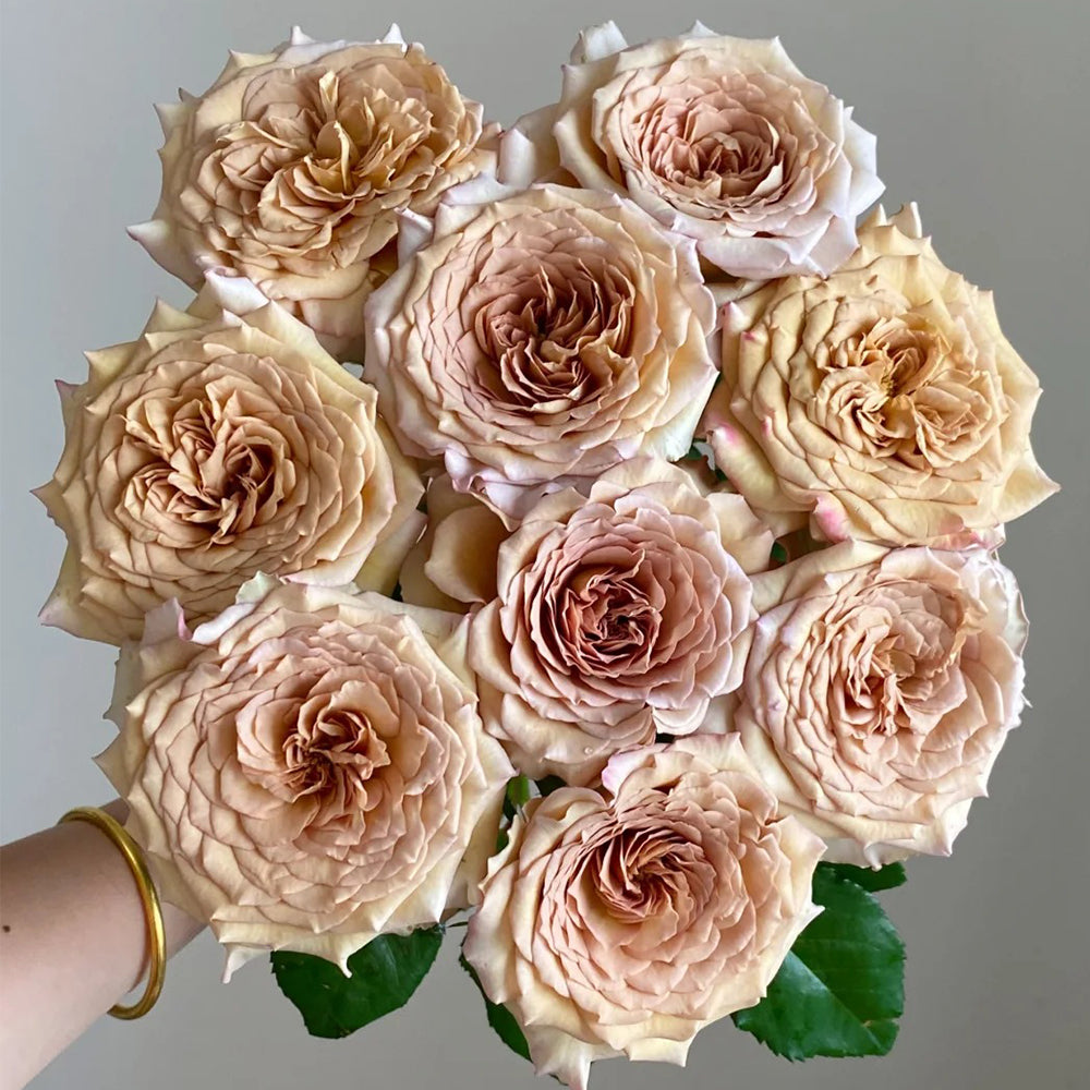 Bailey Dutch Florist Shrub Rose