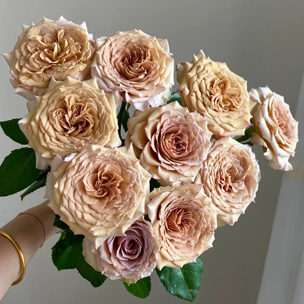 Bailey Dutch Florist Shrub Rose