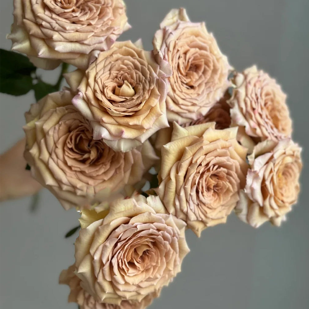 Bailey Dutch Florist Shrub Rose