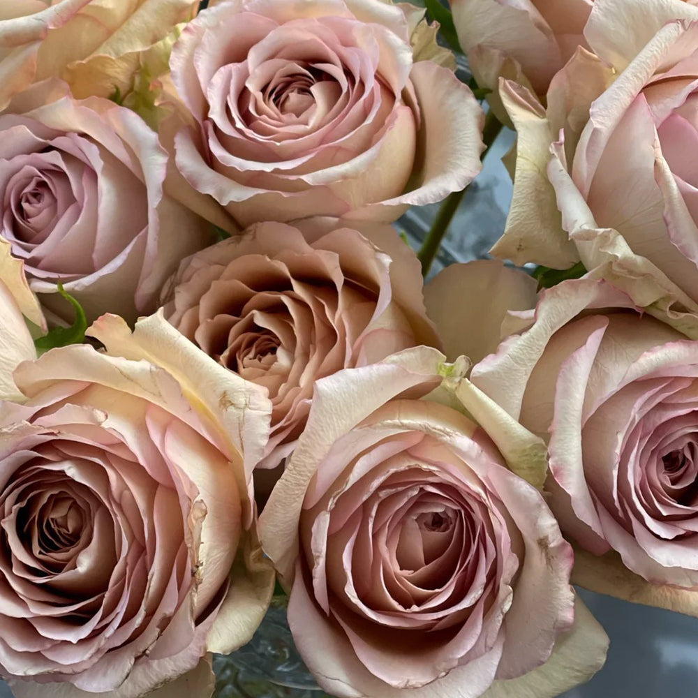 Bailey Dutch Florist Shrub Rose