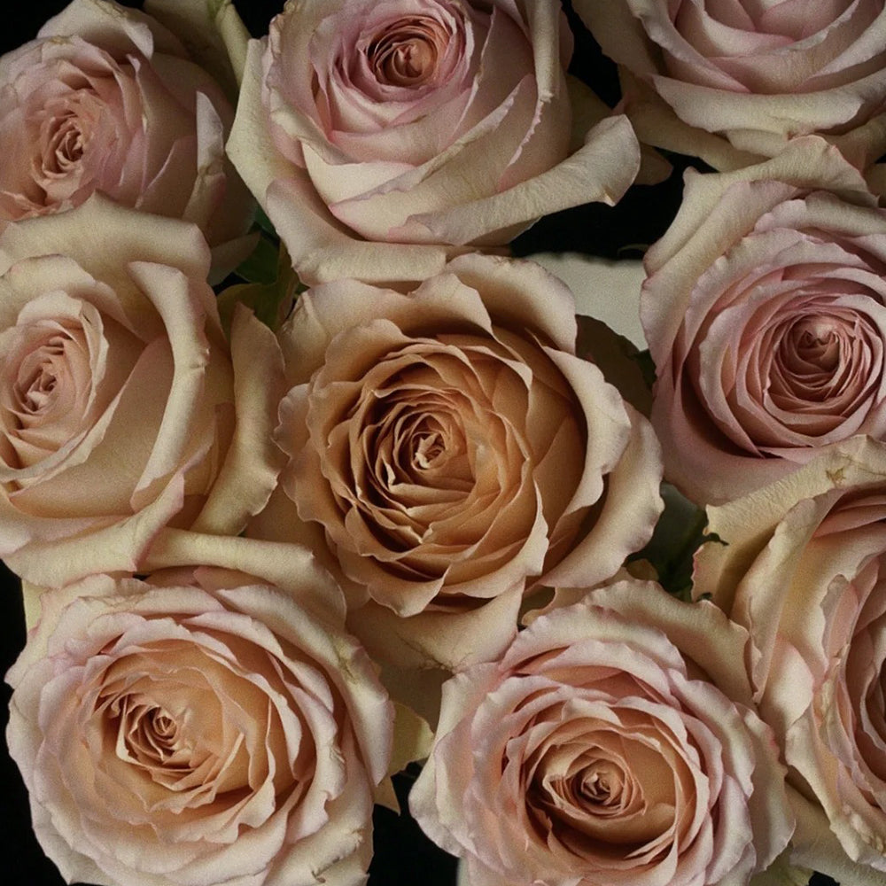 Bailey Dutch Florist Shrub Rose