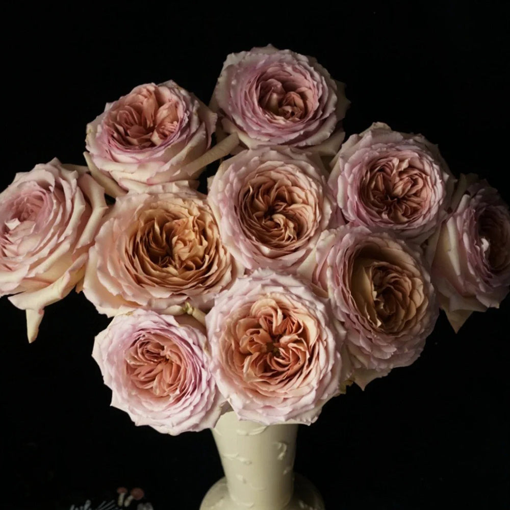 Bailey Dutch Florist Shrub Rose