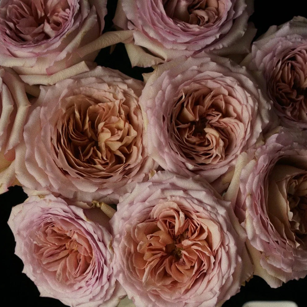 Bailey Dutch Florist Shrub Rose