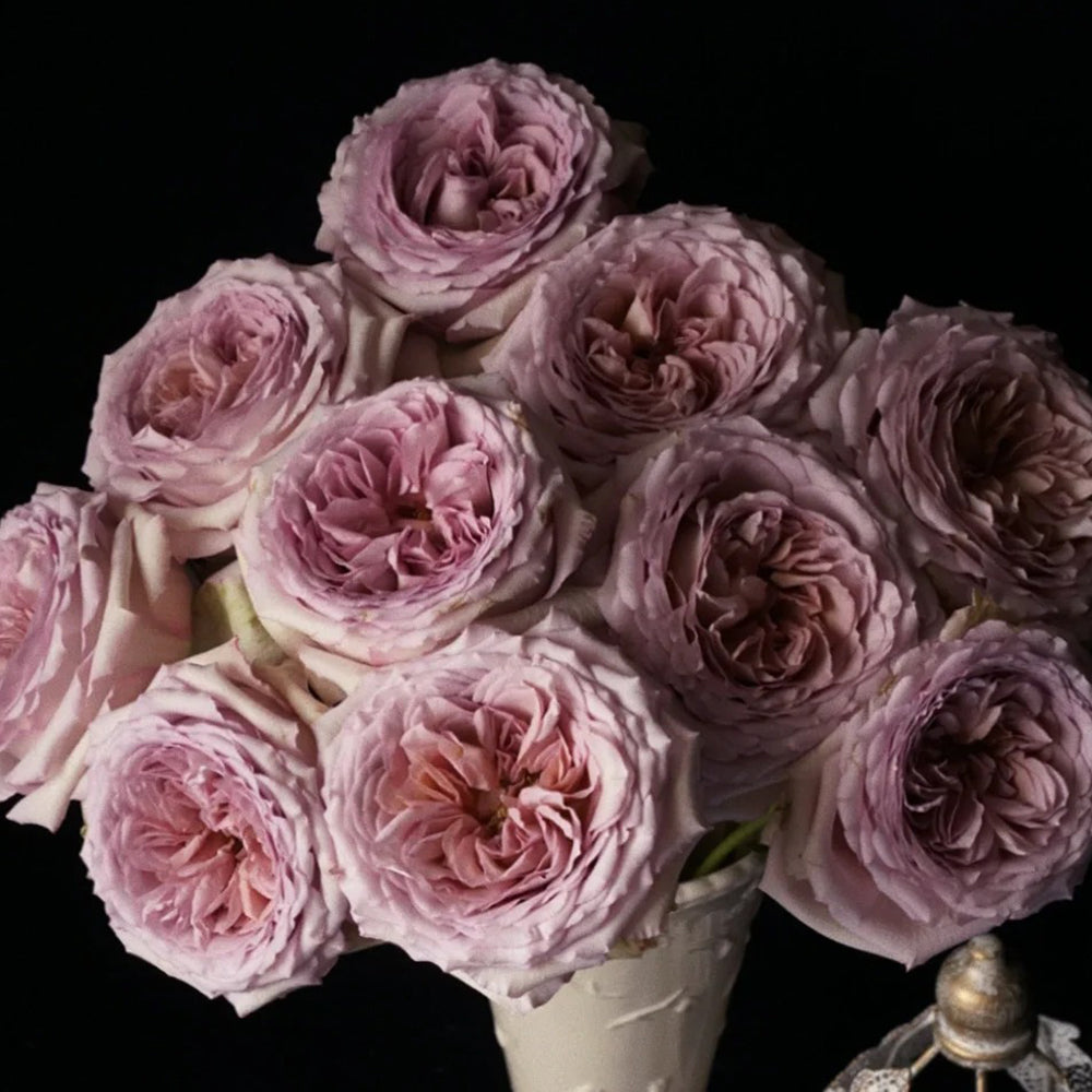 Bailey Dutch Florist Shrub Rose