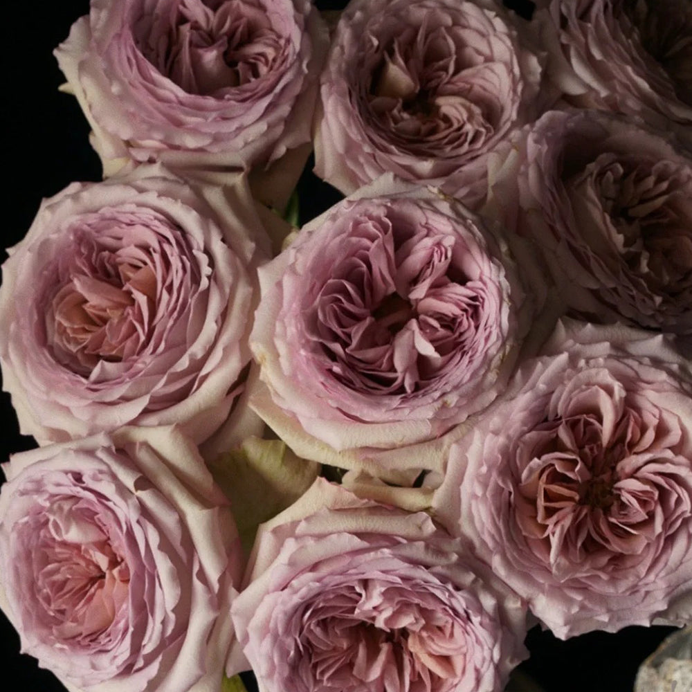 Bailey Dutch Florist Shrub Rose