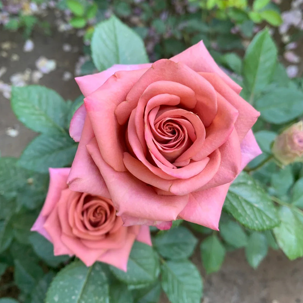 German Florist Hybrid Tea Rose Inspired by Barista