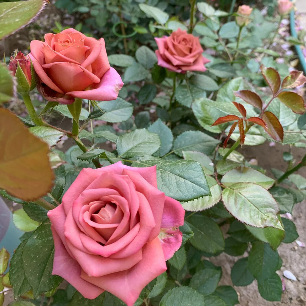 German Florist Hybrid Tea Rose Inspired by Barista