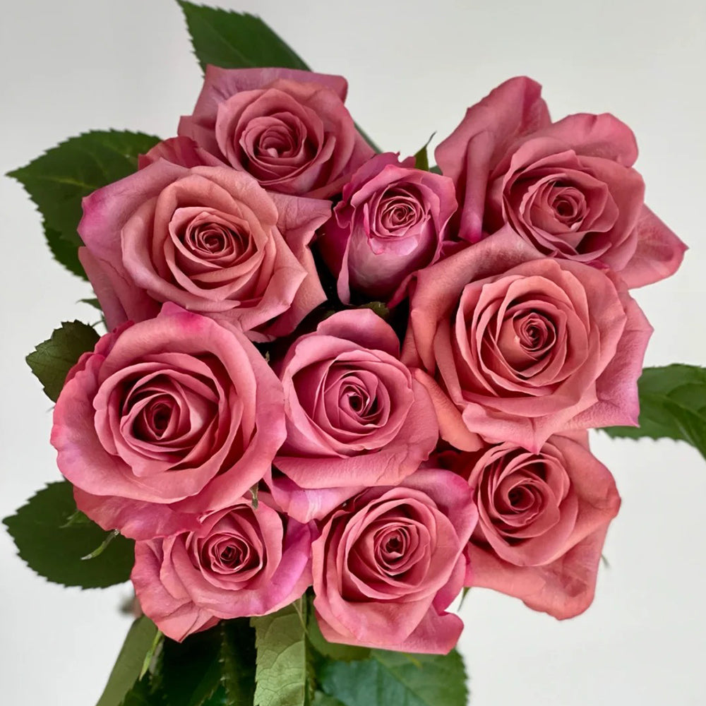 German Florist Hybrid Tea Rose Inspired by Barista