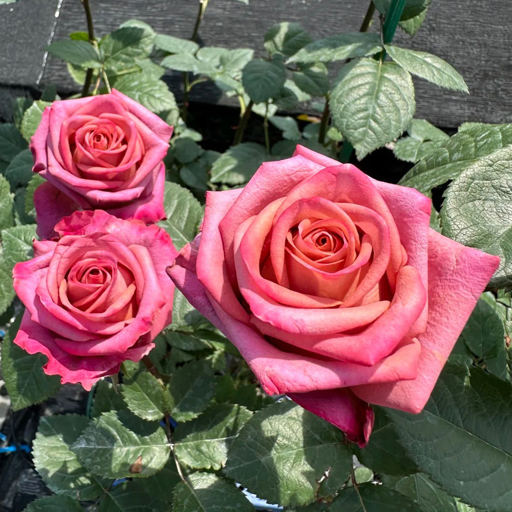 German Florist Hybrid Tea Rose Inspired by Barista