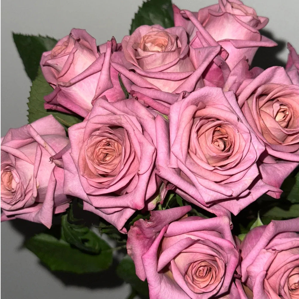 German Florist Hybrid Tea Rose Inspired by Barista