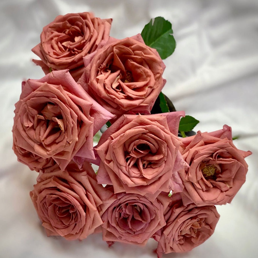 German Florist Hybrid Tea Rose Inspired by Barista