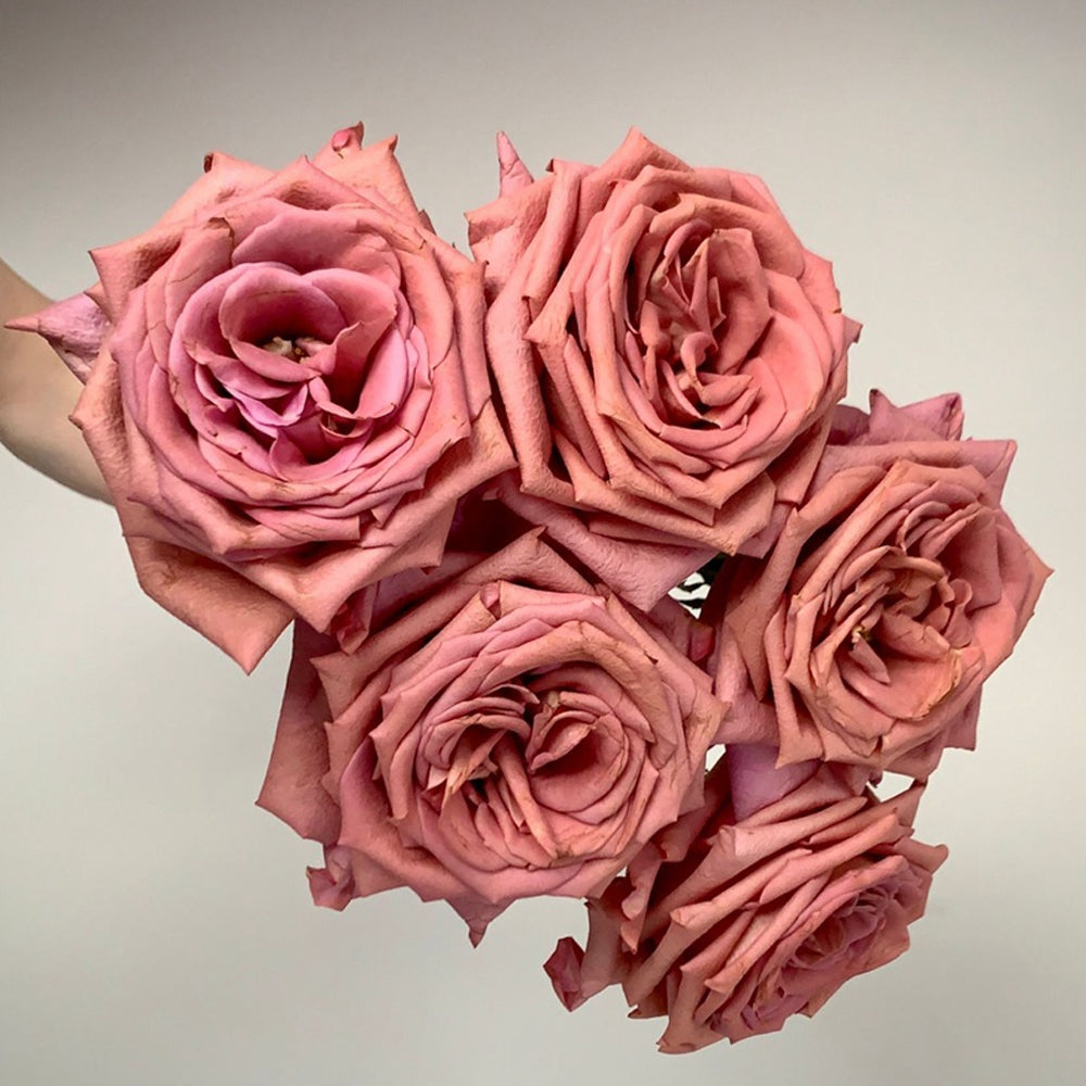German Florist Hybrid Tea Rose Inspired by Barista