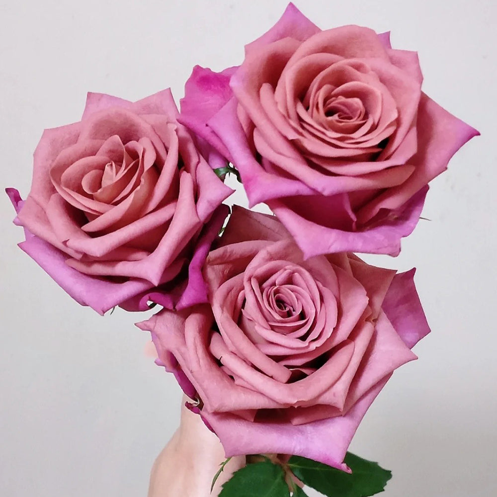 German Florist Hybrid Tea Rose Inspired by Barista
