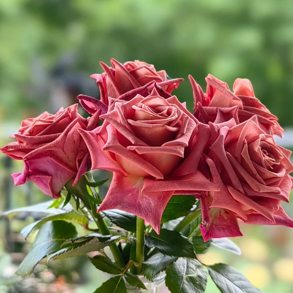 German Florist Hybrid Tea Rose Inspired by Barista