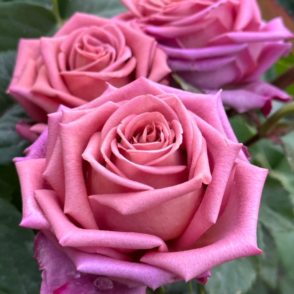 German Florist Hybrid Tea Rose Inspired by Barista