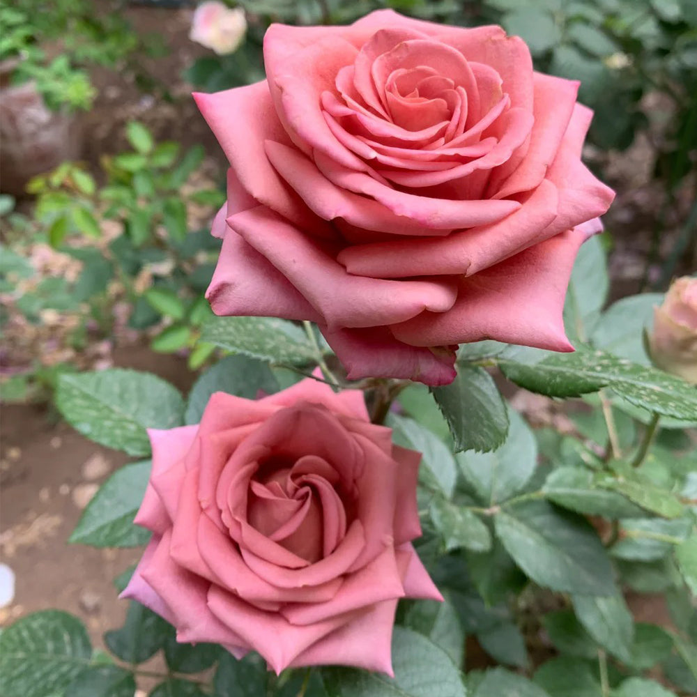 German Florist Hybrid Tea Rose Inspired by Barista