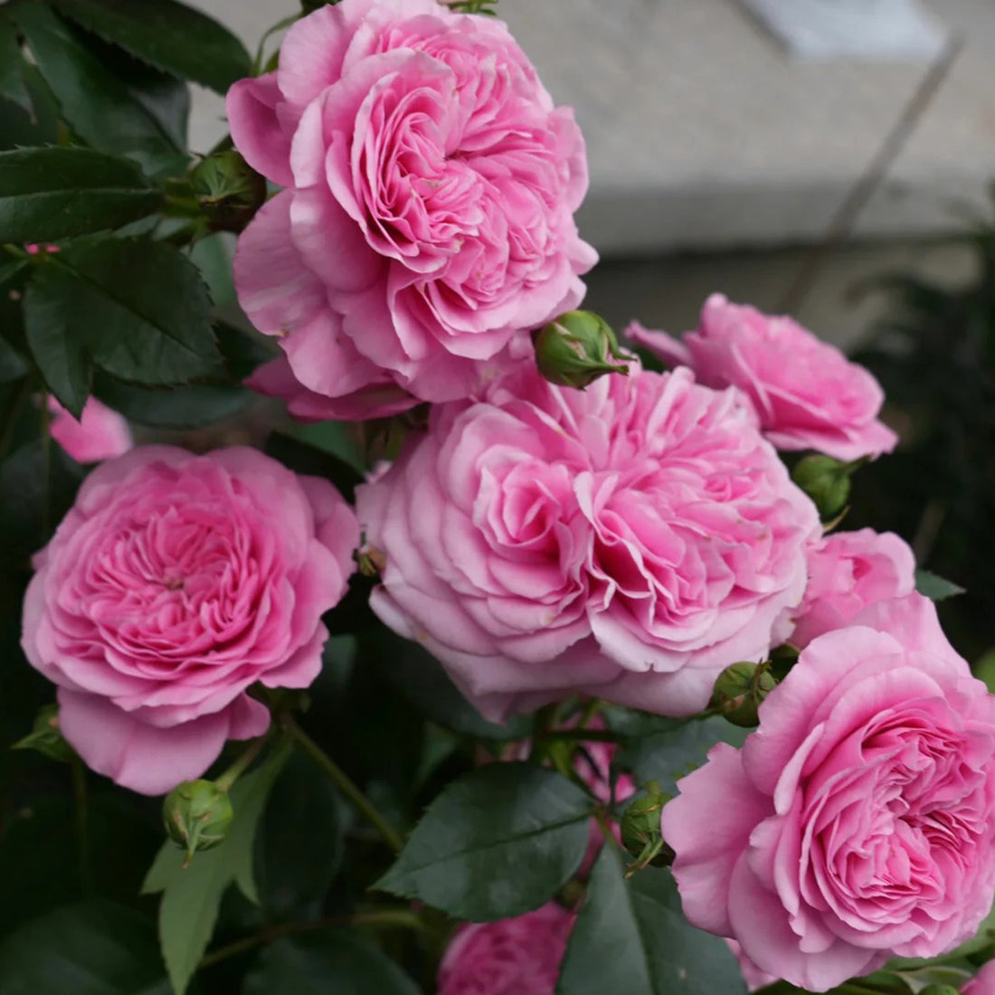 Baronesse German Florist Shrub Rose
