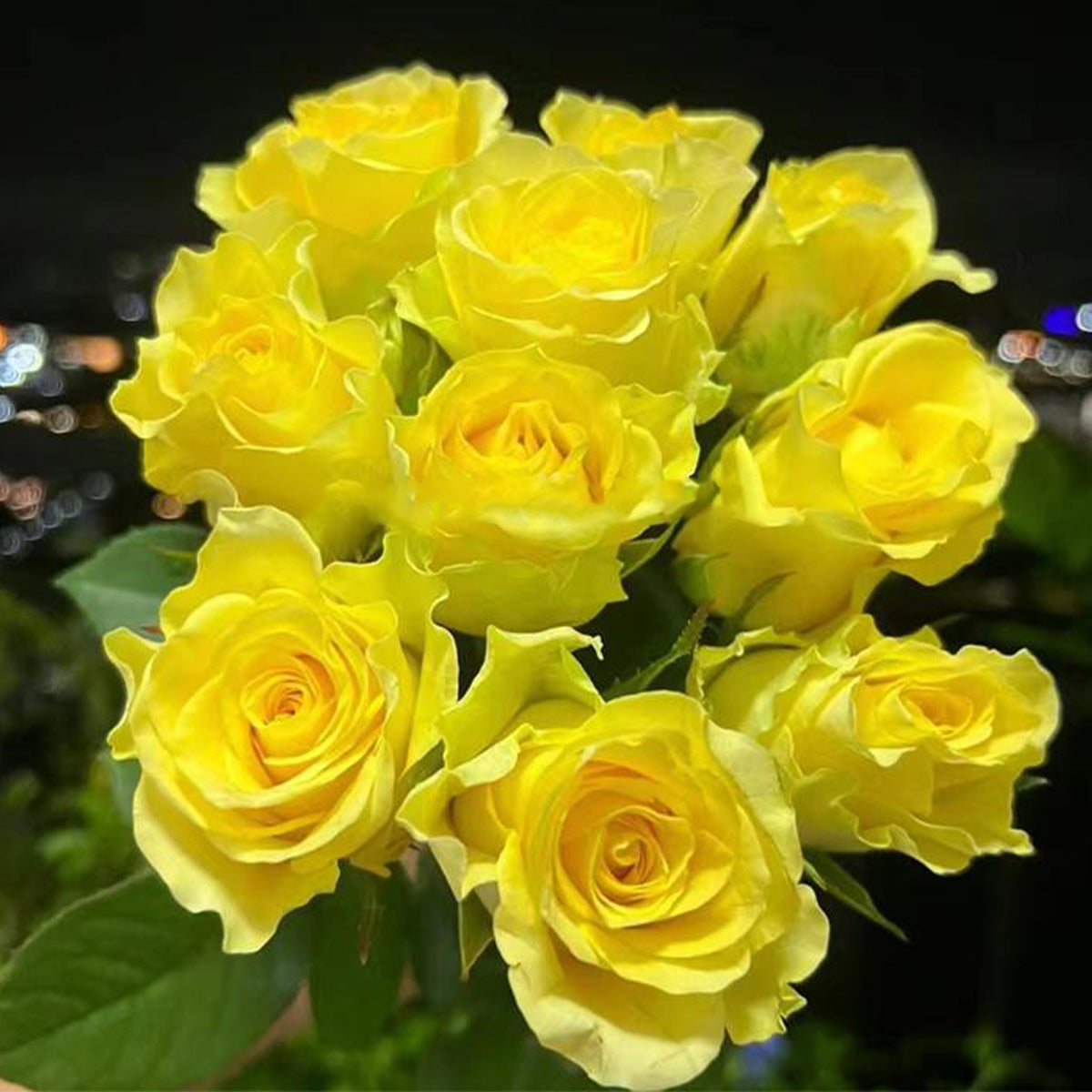 Beach Romance Florist Shrub Rose