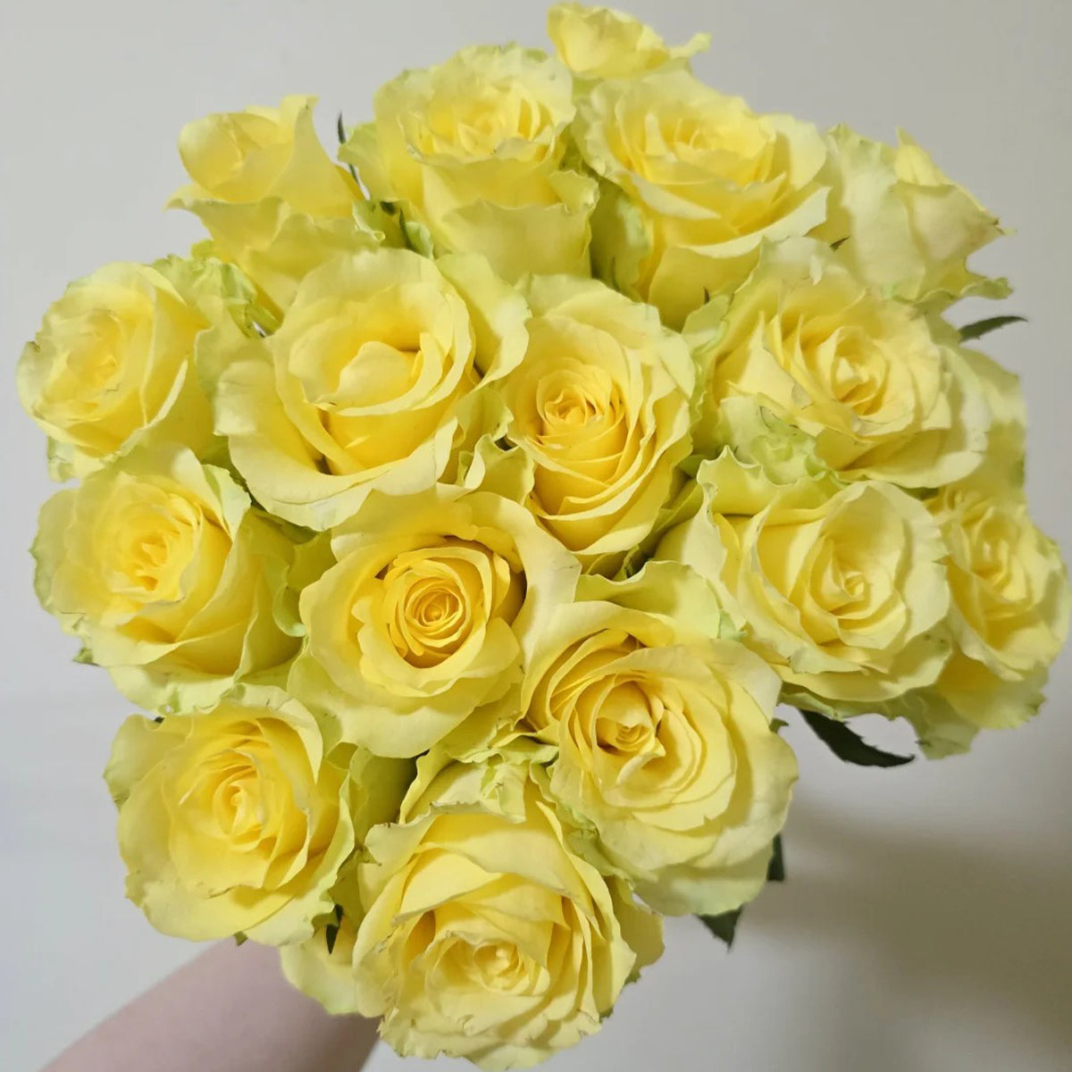 Beach Romance Florist Shrub Rose