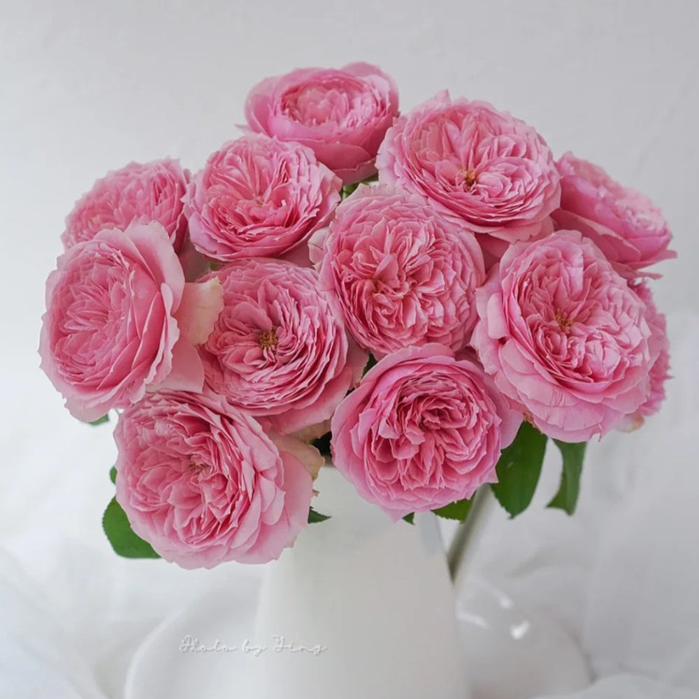 Bel Canto Japanese Florist Shrub Rose