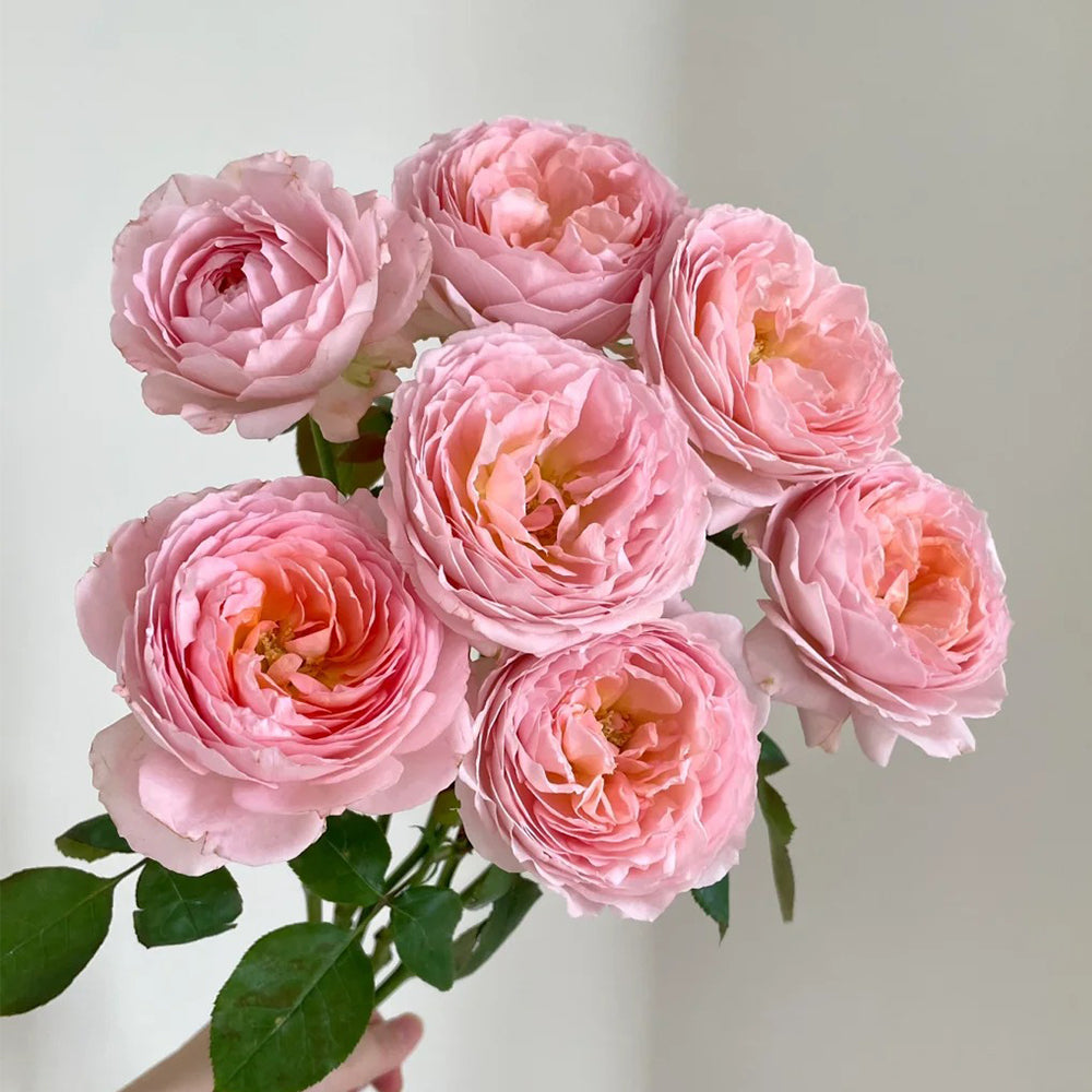 Bel Canto Japanese Florist Shrub Rose