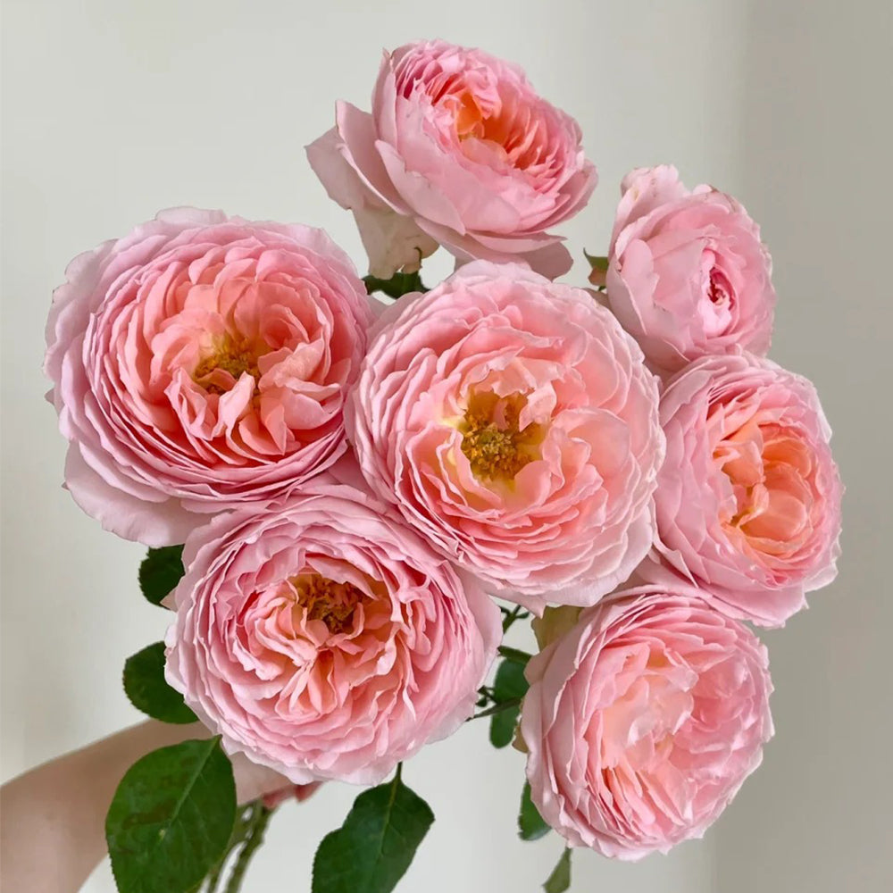Bel Canto Japanese Florist Shrub Rose