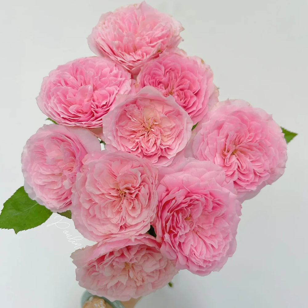 Bel Canto Japanese Florist Shrub Rose